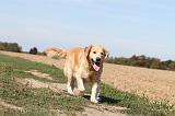 GOLDEN RETRIEVER 123